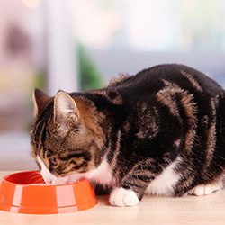 The Best Way To Feed Your Cat